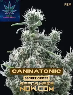 Cannatonic S1 Feminized Seeds (space) Citrus, Pine, Earthy Aromas