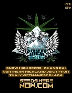Pack of Chang Rai Northern Highland Juicy Fruit Thai x Vietnamese Black regular cannabis seeds by Snow High Seeds