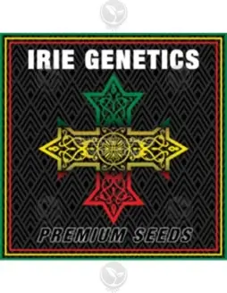 Character Zero Feminized Seeds (space) Hybrid Cannabis by Irie Genetics