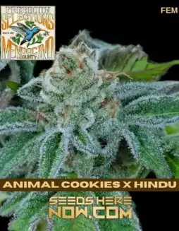 Pack of 10 Freeborn Selections Animal Cookies x Hindu Feminized Cannabis Seeds