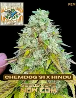 Pack of 10 Freeborn Selections Chemdog '91 x Hindu feminized cannabis seeds