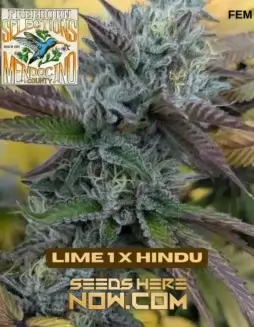 Image of Freeborn Selections Lime 1 x Hindu feminized cannabis seeds pack showing vibrant green and purple buds