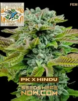 Freeborn Selections PK x Hindu (space) Dense, Resin(space)Heavy Indica Buds