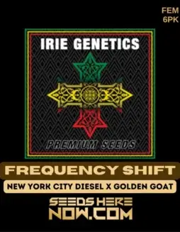Pack of Frequency Shift Feminized Cannabis Seeds by Irie Genetics
