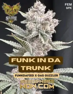 Feminized Funk In Da Trunk cannabis seeds by Solfire Gardens, featuring buds with funky gas and earthy spice aroma