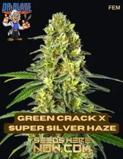 Green Crack x Super Silver Haze S1 Feminized Cannabis Seeds by Dr. Blaze