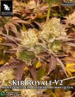 Kir Royale V2 Cannabis Seeds (space) Feminized Hybrid, Mandarin Cookies #3 x Raspberry Mumma Queen