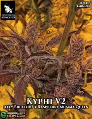 Kyphi V2 Feminized Cannabis Seeds by Heavy Dayze Genetics, featuring Jelly Breath #3 and Raspberry Mumma Queen lineage