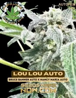 Lou Lou Auto cannabis seeds by Eazy Daze Cultivators, a hybrid strain combining Bruce Banner Auto and Nancy Maria Auto.