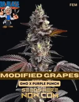 Modified Grapes (Feminized) – Dr. Blaze (space) Dense, Trichome(space)rich Cannabis Buds