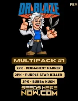 Feminized Multipack #1 Cannabis Seeds (space) Citrus and Pine Aroma