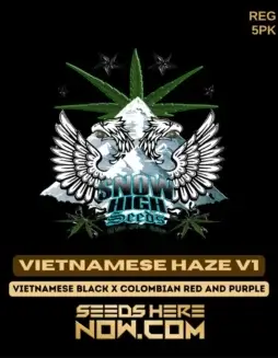 New Haze v1 Regular Seeds by Snow High Seeds featuring a blend of exotic strains