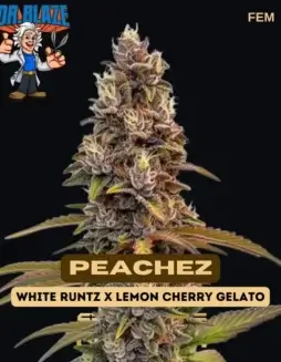 Peachez Feminized Cannabis Seeds by Dr. Blaze