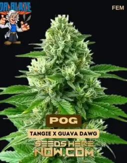 POG Feminized Cannabis Seeds by Dr. Blaze