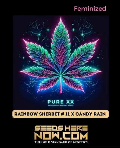 Feminized Rainbow Sherbet #11 x Candy Rain Cannabis Seeds Pack by Pure XX