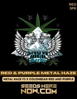 Red & Purple Metal Haze cannabis seeds by Snow High Seeds, featuring pine and citrus aromas