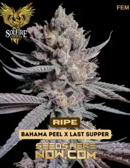 Ripe Feminized Seeds (space) Tropical Citrus and Creamy Vanilla Aroma