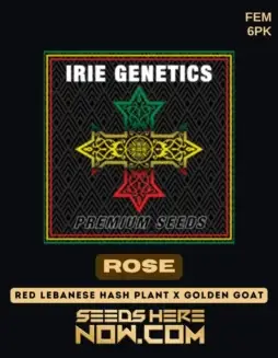 Rose Feminized Seeds (space) Hybrid Strain with Sweet Earthy Aroma and Balanced Effects