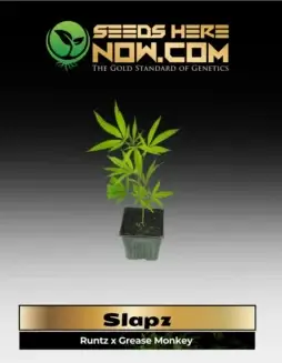 Slapz Clones (space) robust hybrid cannabis plant with Runtz and Grease Monkey genetics