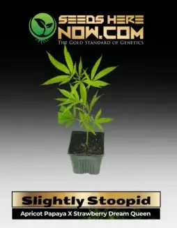 Slightly Stoopid ACC cannabis clone featuring vibrant fruity notes and balanced hybrid effects