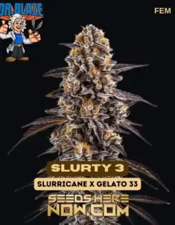 Slurty 3 Feminized Cannabis Seeds – Dr. Blaze – High Yielding Indica(space)Dominant Strain
