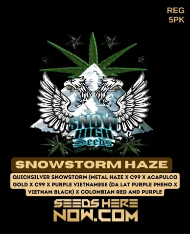 Snowstorm Haze cannabis seeds by Snow High Seeds, featuring Sativa dominance and potent THC levels