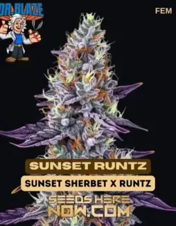 Sunset Runtz (Feminized) – Dr. Blaze (space) High THC Feminized Cannabis Seeds