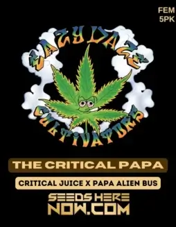 The Critical Papa feminized cannabis seeds by Eazy Daze Cultivators, featuring sweet citrus and earthy flavors