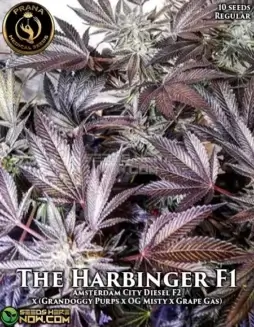 The Harbinger cannabis seeds packet (space) a hybrid strain with 20(space)25% THC by Prana Medical Seeds