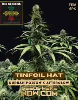 Tinfoil Hat Feminized Seeds (space) Sativa Dominant Strain by Irie Genetics