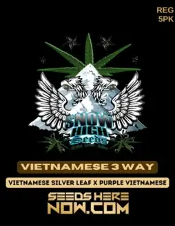 Vietnamese 3 Way Regular Seeds featuring citrus, pine, earth, and spice flavors