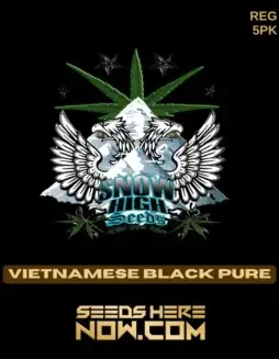 Vietnamese Black Pure Cannabis Seeds by Snow High Seeds (space) Sativa Dominance
