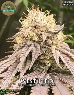 West Pie'd cannabis seeds, Indica(space)dominant strain by Green Team Genetics