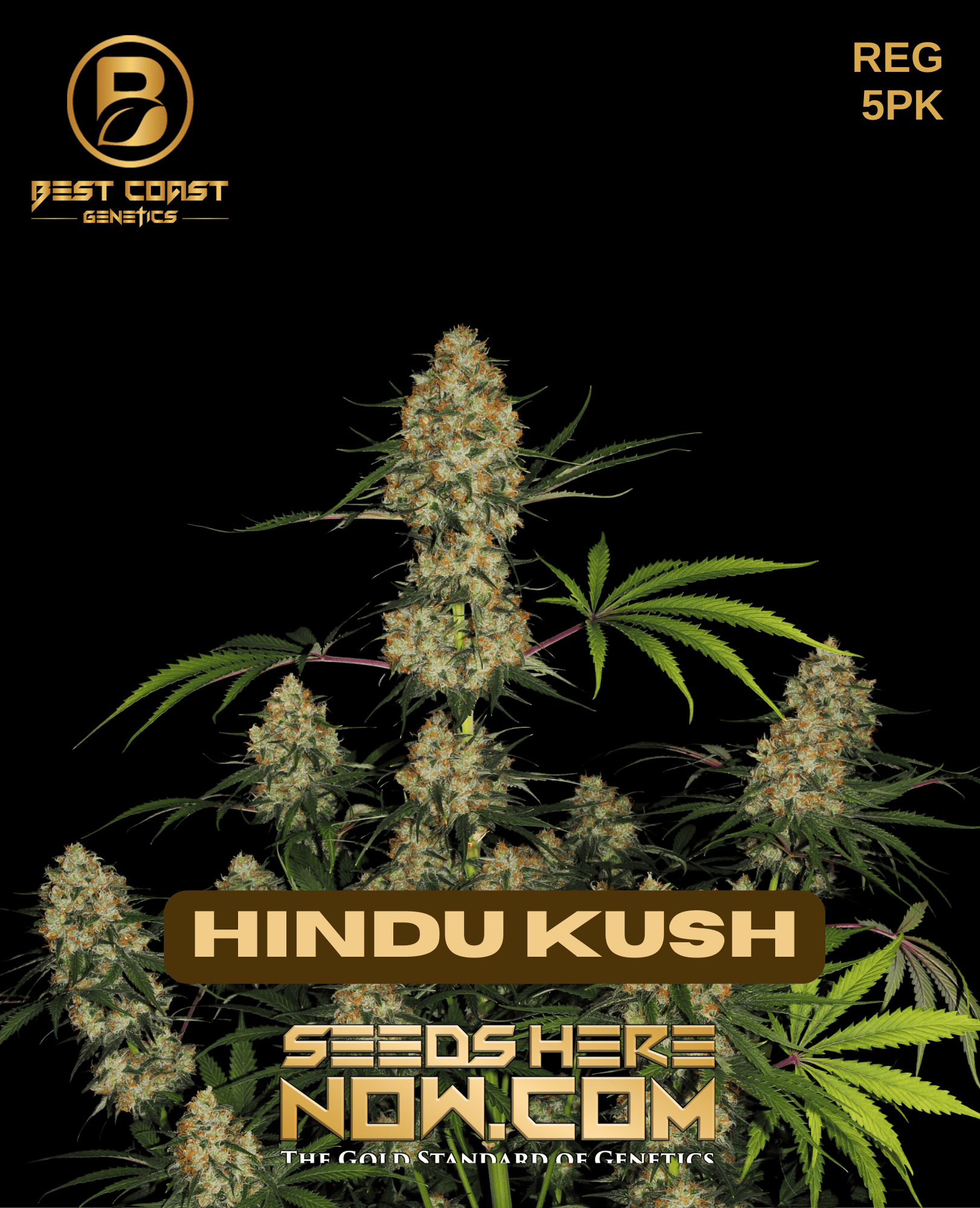 Hindu Kush (regular) - Best Coast Genetics