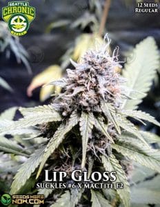 Lip Gloss (Regular) (space) Seattle Chronic Seeds