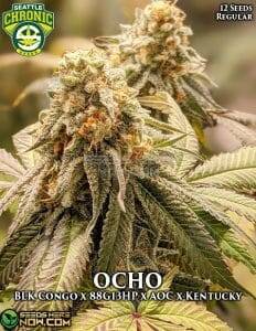 OCHO (Regular) (space) Seattle Chronic Seeds