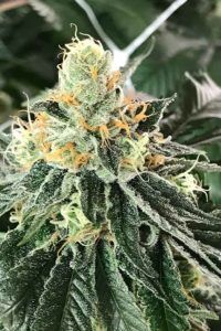 krackin(space)kush