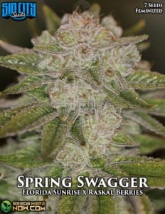 Spring Swagger (Feminized) (space) Sin City Seeds