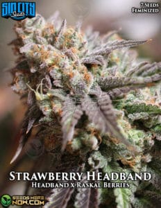 Strawberry Headband (Feminized) (space) Sin City Seeds