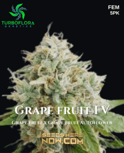Grape Fruit FV (Feminized) (space) TurboFlora Genetics