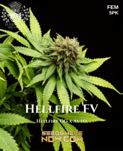 Hellfire FV (Feminized) (space) TurboFlora Genetics
