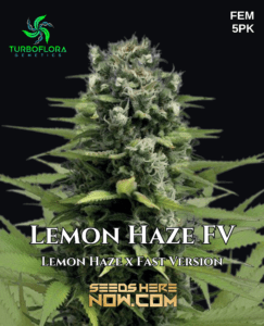 Lemon Haze FV (Feminized) (space) TurboFlora Genetics