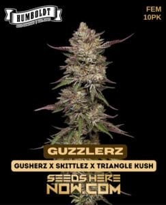 Guzzlerz (Feminized) (space) Humboldt Seed Company