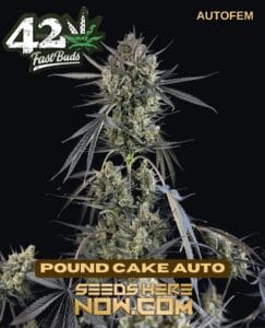Pound Cake Auto (Autoflower) (space) Fast Buds