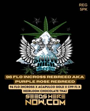 96 Flo Incross Rebreed aka Purple Rose Rebreed (Regular) (space) Snow High Seeds