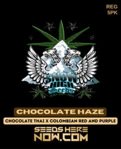 Chocolate Haze (Regular) (space) Snow High Seeds