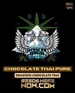 Chocolate Thai Pure (Regular) (space) Snow High Seeds