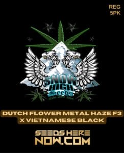 Dutch Flower Metal Haze F3x Vietnamese Black (Regular) (space) Snow High Seeds