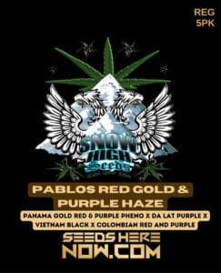Pablos Red Gold & Purple Haze (Regular) (space) Snow High Seeds