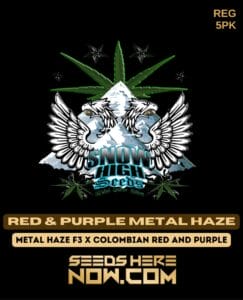 Red & Purple Metal Haze (Regular) (space) Snow High Seeds